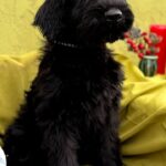 FAYRA-female-Giant-Schnauzer-puppy-for-sale-2