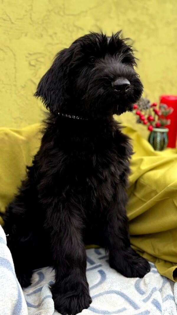 Fayra Giant Schnauzer Fayra Giant Schnauzer