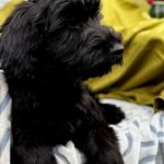 FAYRA-female-Giant-Schnauzer-puppy-for-sale-3