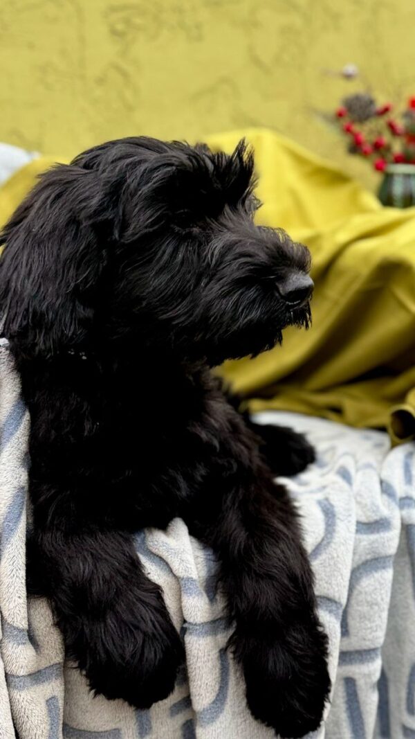 Fayra Giant Schnauzer Fayra Giant Schnauzer