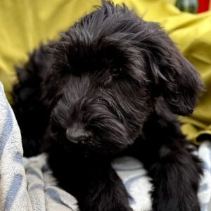 Fayra Giant Schnauzer Fayra Giant Schnauzer