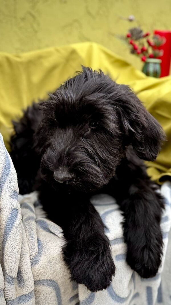 Fayra Giant Schnauzer Fayra Giant Schnauzer