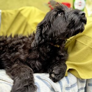 Fensi Giant Schnauzer Fensi Giant Schnauzer