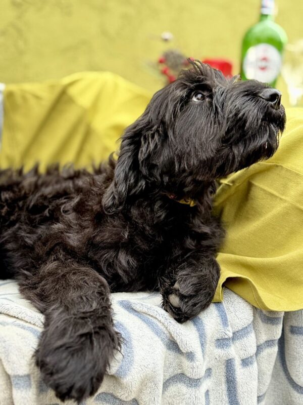 Fensi Giant Schnauzer Fensi Giant Schnauzer