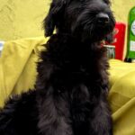 FENSI-female-Giant-Schnauzer-puppy-for-sale-2