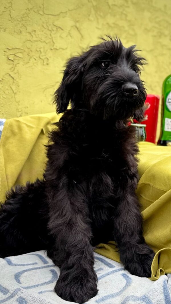 Fensi Giant Schnauzer Fensi Giant Schnauzer