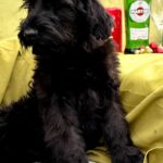 FENSI-female-Giant-Schnauzer-puppy-for-sale-3