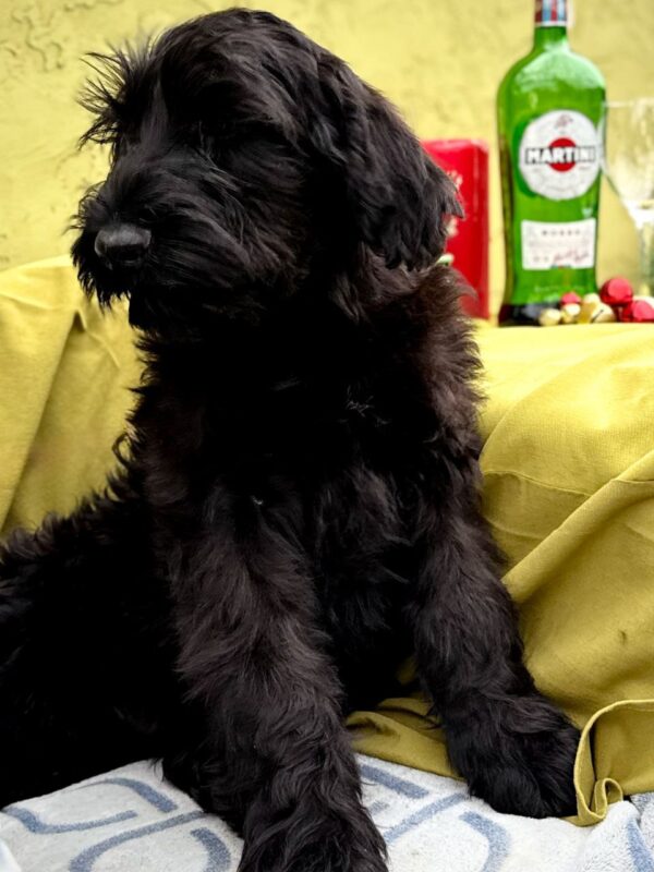 Fensi Giant Schnauzer Fensi Giant Schnauzer