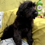 FENSI-female-Giant-Schnauzer-puppy-for-sale-4