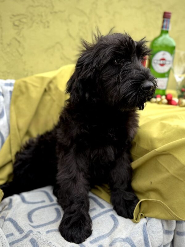 Fensi Giant Schnauzer Fensi Giant Schnauzer