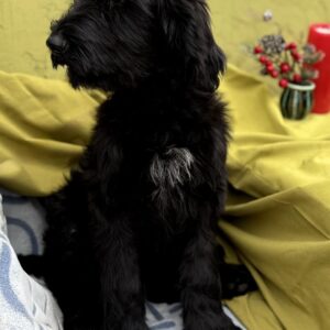 Feona Giant Schnauzer Feona Giant Schnauzer