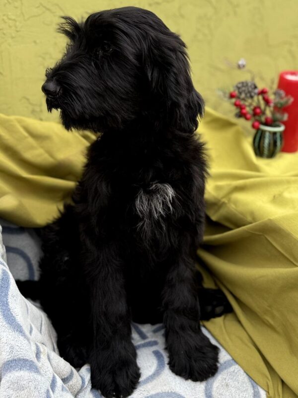 Feona Giant Schnauzer Feona Giant Schnauzer