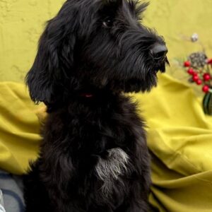 Feona Giant Schnauzer Feona Giant Schnauzer