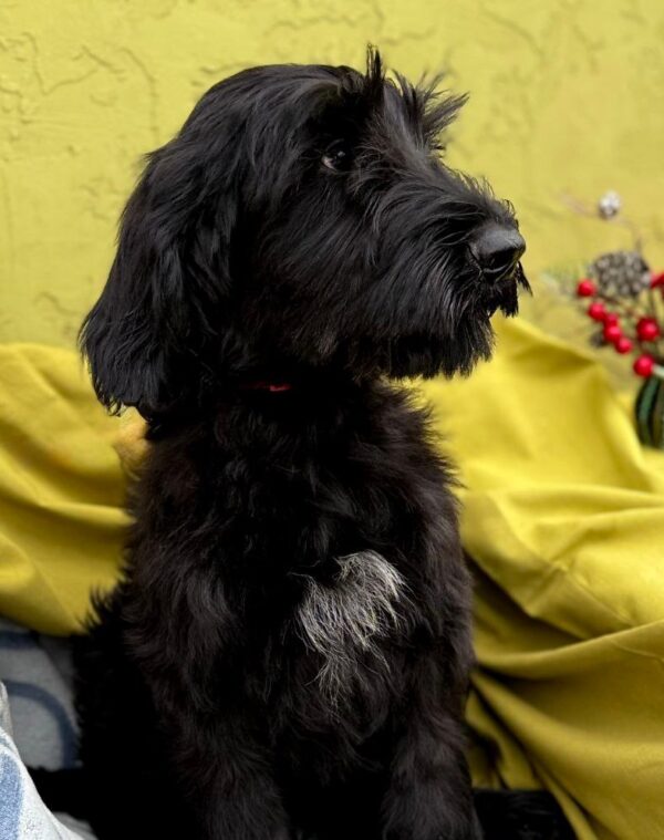 Feona Giant Schnauzer Feona Giant Schnauzer