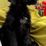 FEONA-female-Giant-Schnauzer-puppy-for-sale-3