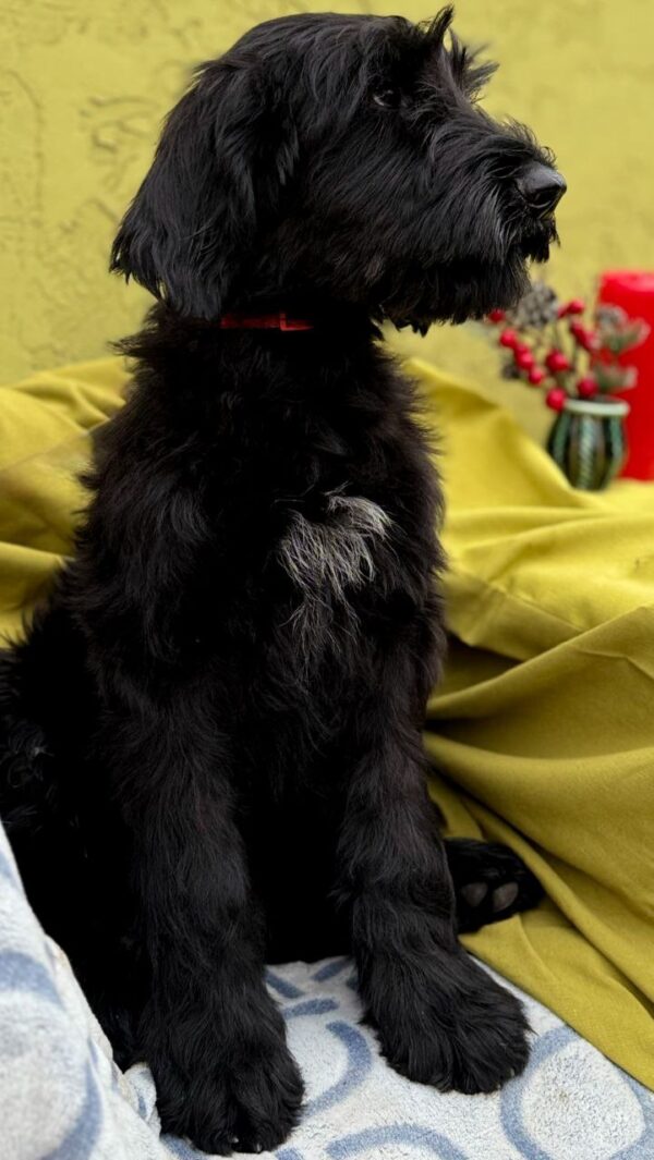 Feona Giant Schnauzer Feona Giant Schnauzer