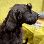 FERRI-male-Giant-Schnauzer-puppy-for-sale-1
