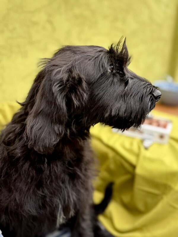 Ferri Giant Schnauzer Ferri Giant Schnauzer