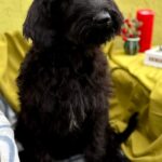 FERRI-male-Giant-Schnauzer-puppy-for-sale-2
