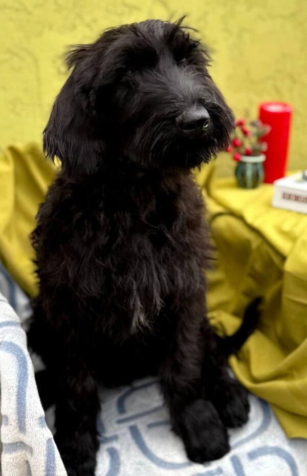 Ferri Giant Schnauzer Ferri Giant Schnauzer