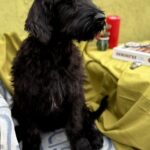 FERRI-male-Giant-Schnauzer-puppy-for-sale-3