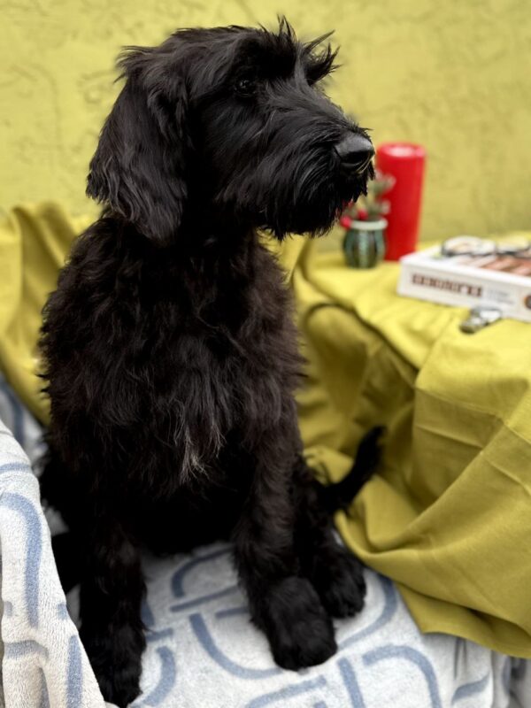 Ferri Giant Schnauzer Ferri Giant Schnauzer