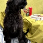 FERRI-male-Giant-Schnauzer-puppy-for-sale-4