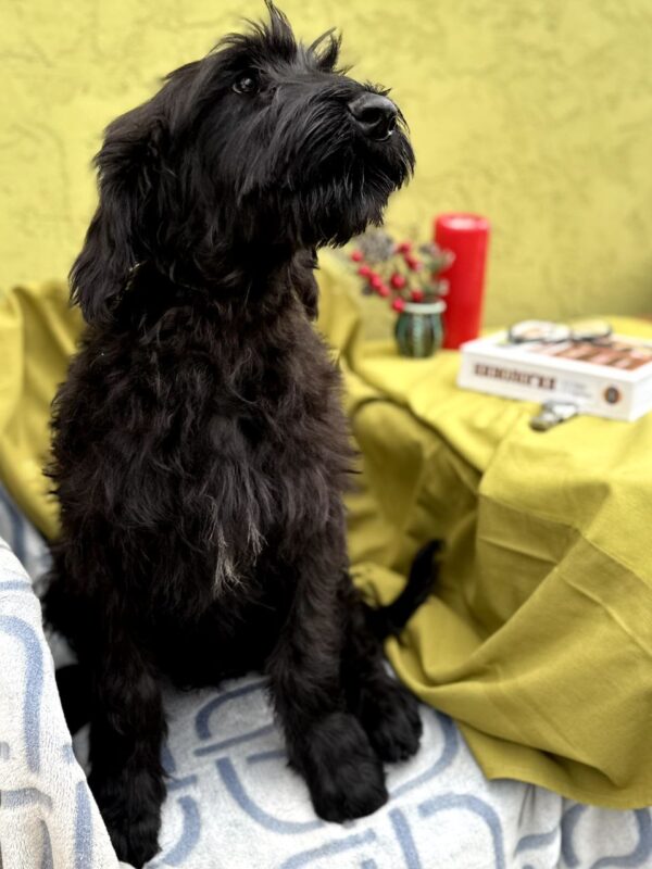 Ferri Giant Schnauzer Ferri Giant Schnauzer