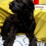 FLAY-male-Giant-Schnauzer-puppy-for-sale-1