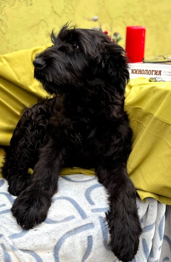 Flay Giant Schnauzer Flay Giant Schnauzer