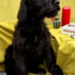 FLAY-male-Giant-Schnauzer-puppy-for-sale-2