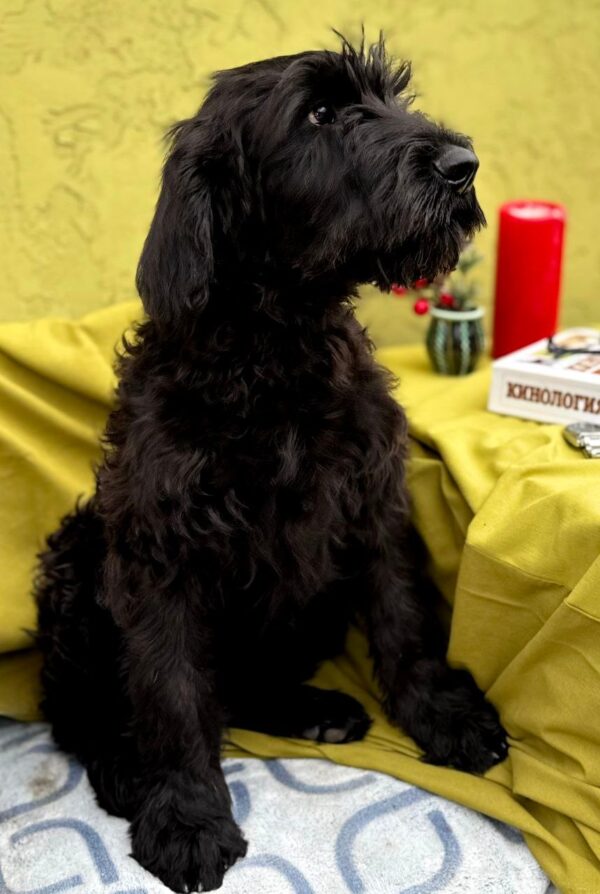 Flay Giant Schnauzer Flay Giant Schnauzer