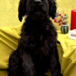 FLAY-male-Giant-Schnauzer-puppy-for-sale-3