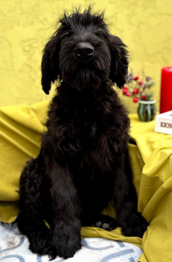 Flay Giant Schnauzer Flay Giant Schnauzer