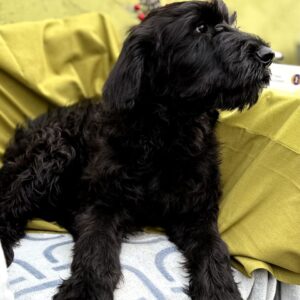 Flay Giant Schnauzer Flay Giant Schnauzer