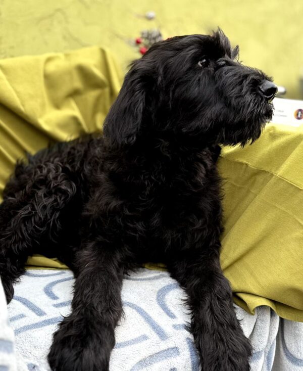 Flay Giant Schnauzer Flay Giant Schnauzer