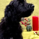 FLORINDA-female-Giant-Schnauzer-puppy-for-sale-1