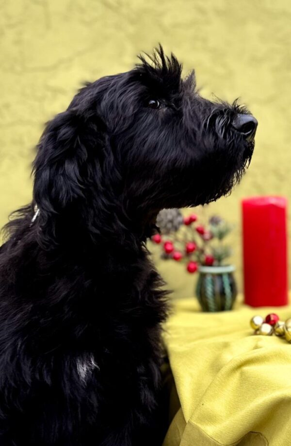 Florinda Giant Schnauzer Florinda Giant Schnauzer