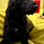 FLORINDA-female-Giant-Schnauzer-puppy-for-sale-2