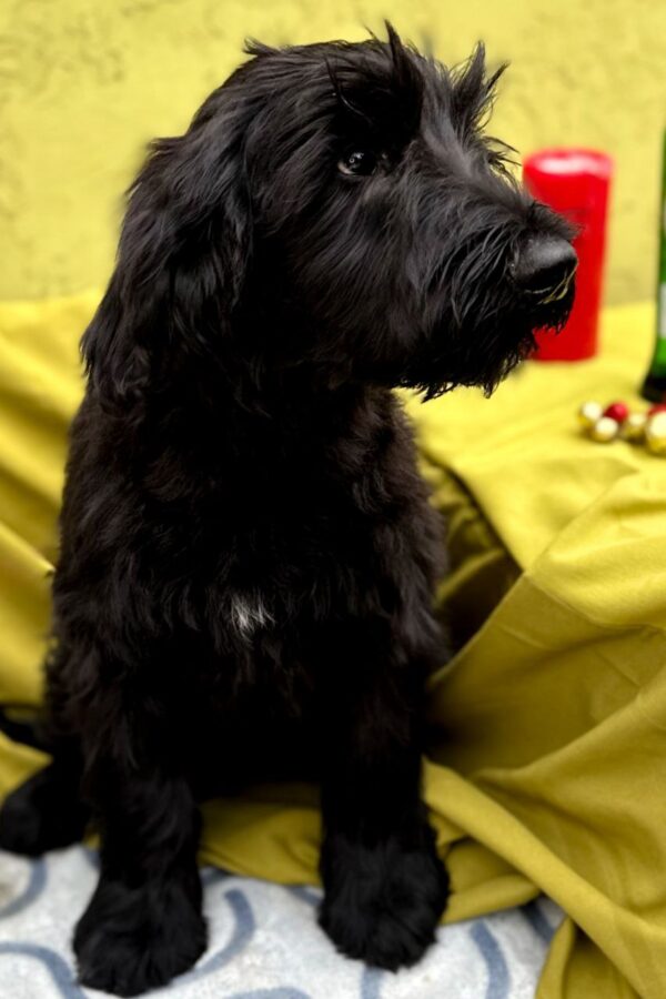 Florinda Giant Schnauzer Florinda Giant Schnauzer