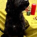 FLORINDA-female-Giant-Schnauzer-puppy-for-sale-3