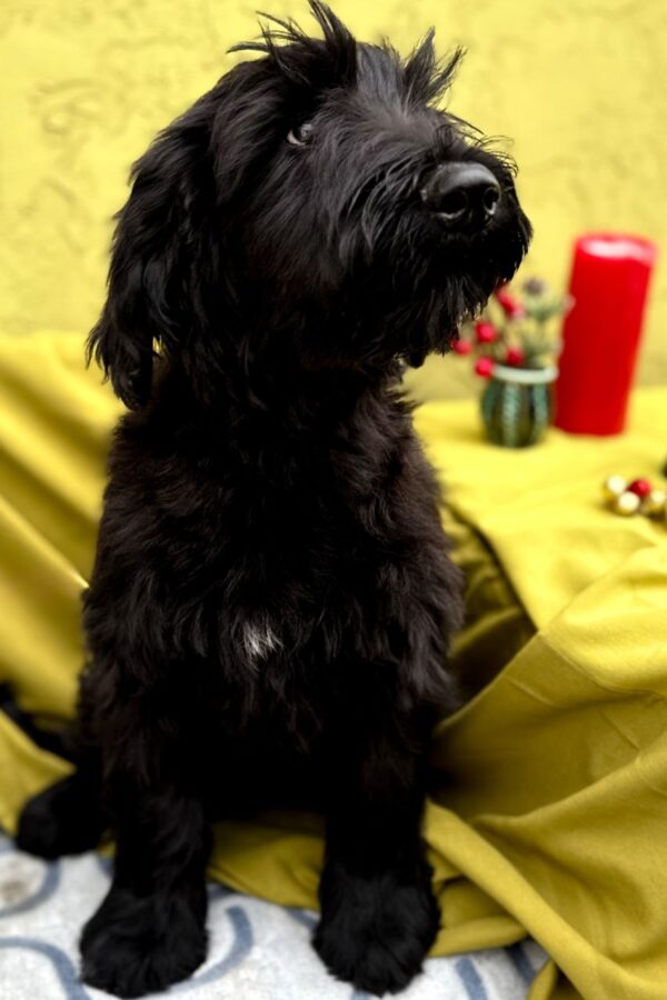 Florinda Giant Schnauzer Florinda Giant Schnauzer