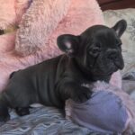 Fabrizio-male-frenc-bulldog-puppy-for-sale-1 (2)