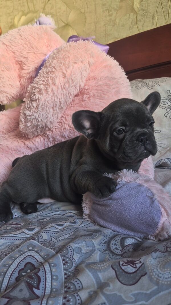 Fabrizio French Bulldog Fabrizio French Bulldog