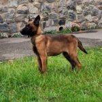 Faith-female-Malinois-puppy-for-sale-1