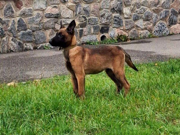 Faith Malinois Faith Malinois