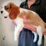 Falco-male-CKC-puppy-for-sale- (1)