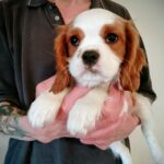 Falco-male-CKC-puppy-for-sale- (2)