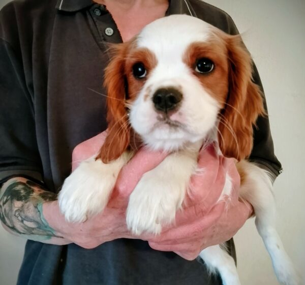 Falco Cavalier King Charles Spaniel Falco Cavalier King Charles Spaniel