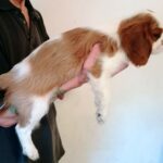 Falco-male-CKC-puppy-for-sale- (3)